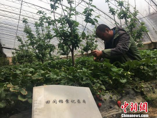 资料图为青海西宁一处草莓种植基地内一名工作人员正在检查草莓长势。　罗云鹏 摄