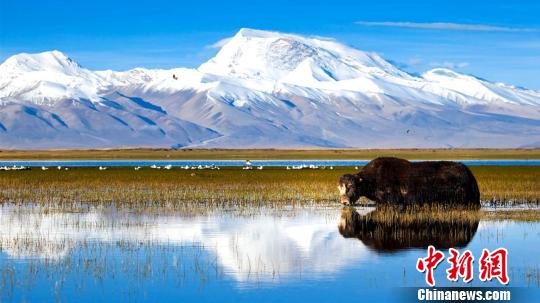 西藏阿里地区独特的自然风光及具有深厚文化底蕴和举世闻名的人文景观，吸引着越来越多的游客走进阿里。2018年，该地区旅游收入首次突破了10亿元大关。资料图：阿里地区独特的自然风光。阿里地委宣传部供