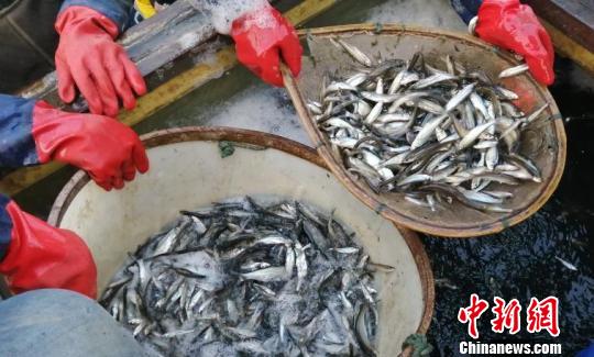 太湖2018年渔业产值达7.3亿元今年大闸蟹产量将降低