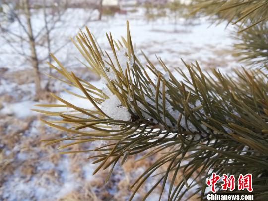 “中国最冷小镇”迎来春节后首场降雪。(冯宏伟/摄) 王晓丹 摄