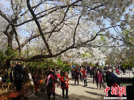 济南五龙潭樱花节开幕游客樱花树下欣赏汉服秀表演