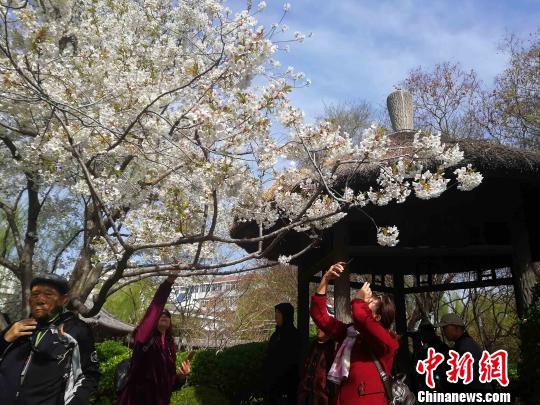 每一株樱花树下，都站满了前来观赏樱花的游客。　孙婷婷 摄