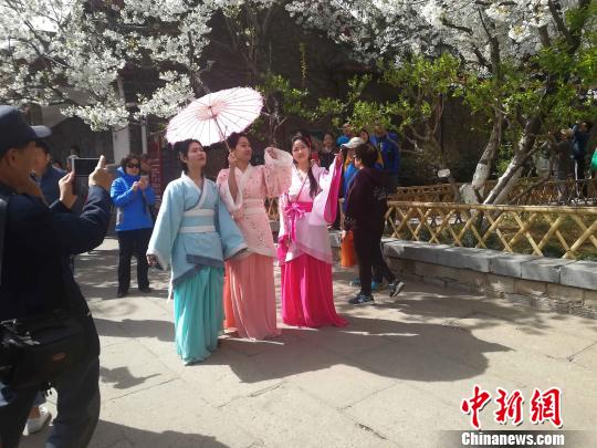 3名身着汉服的女子在观赏盛开的樱花。　孙婷婷 摄