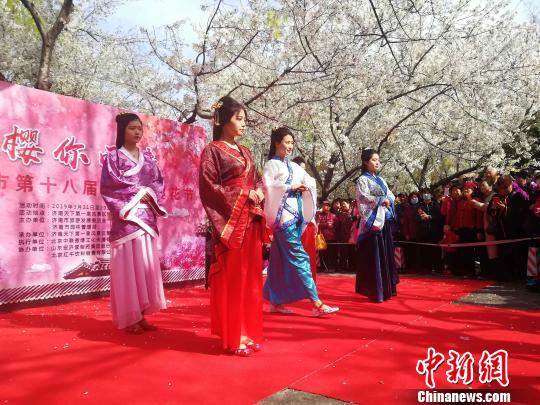 本届樱花节将樱花与中华古典文化融合，游客可以在樱花树下欣赏到极具传统的汉服秀表演、茶道表演。　孙婷婷 摄