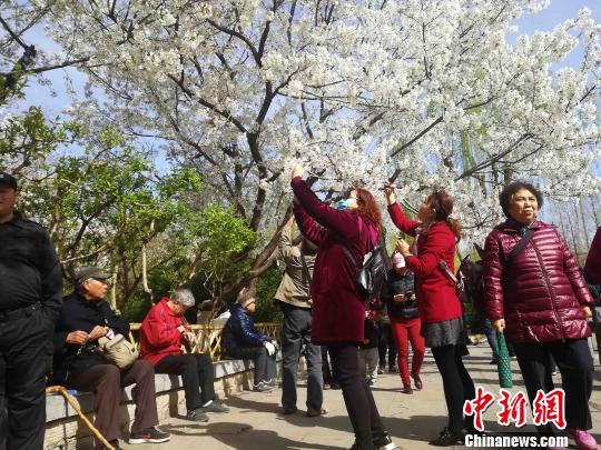 众多游客和市民慕名前来观赏，或在樱花树前驻足观赏，或带着摄像机捕捉樱花盛开的靓丽景色。　孙婷婷 摄