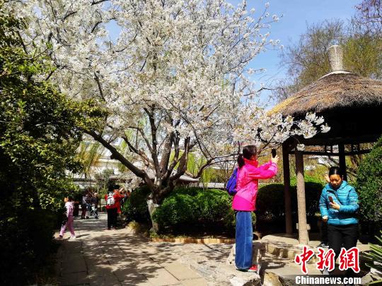 每一株樱花树下，都站满了前来观赏樱花的游客。他们时刻高举着手机，随时捕捉美景。　孙婷婷 摄
