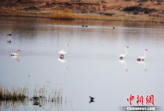 内蒙古磴口境内首次发现5只火烈鸟