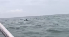 福州平潭网友拍下一群海豚靠近平