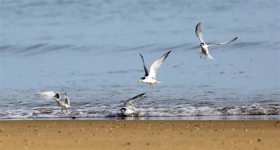 7月11日，在海口五源河国家湿地公园，成群结队的白额燕鸥在觅食。