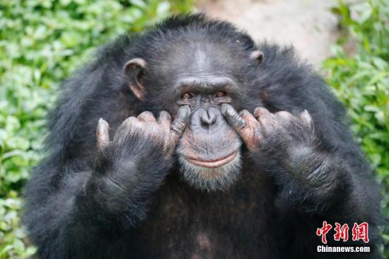 资料图： 黑猩猩。 王成杰 摄