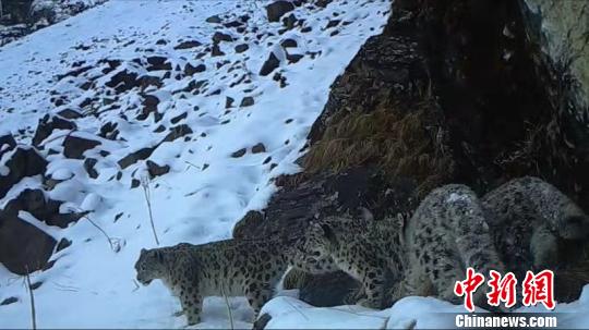 红外相机拍摄到的雪豹影像。　卧龙保护区供图 摄