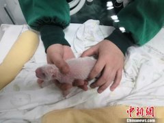 大熊猫“乔乔”与野生大熊猫成功