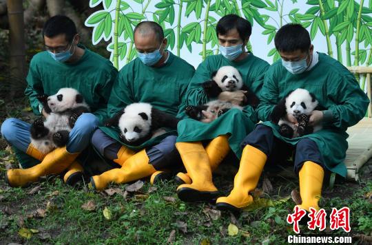 “双重喜庆”重庆动物园两对双胞胎大熊猫被正式命名