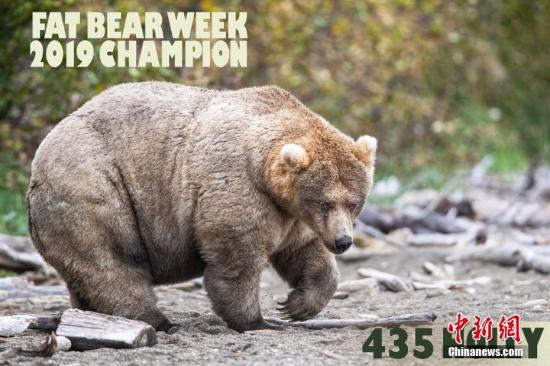 近日，美国阿拉斯加卡特迈国家公园和自然保护区（Alaskas Katmai National Park）举办的“胖熊周”活动，即在棕熊正式进入冬眠前，园方要为大胖熊们举办为期一周的胖熊争霸赛（Fat Bear Week），全世界的网友都可以参加投票，通过点赞的方式票选究竟谁更肥一点。今年的冠军是435号Holly。图片来源：视觉中国