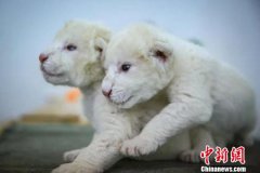 济南罕见白狮双胞胎成长身体状况